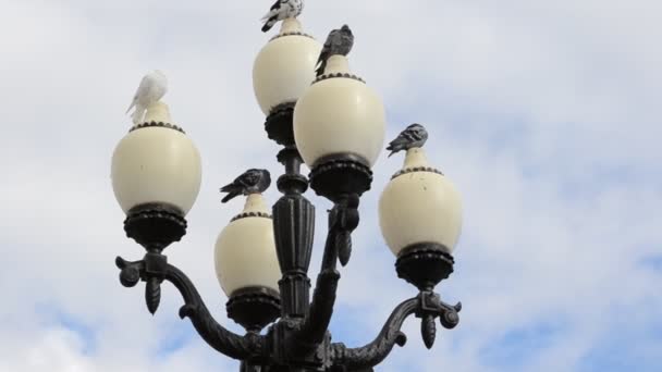 街灯上的鸽子 建筑的拍摄 — 图库视频影像