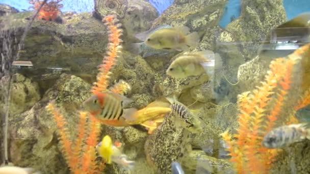 有鱼的水族馆 在动物园开枪射击 — 图库视频影像