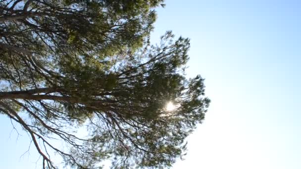 Sosna Drzewo Futerkowe Fotografowanie Natury — Wideo stockowe