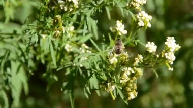 Arı, bir çiçek. Doğanın çekim gücü.