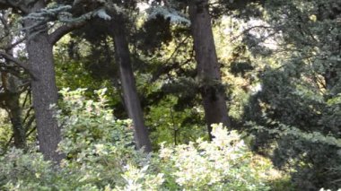 Park et. Doğanın çekim gücü.