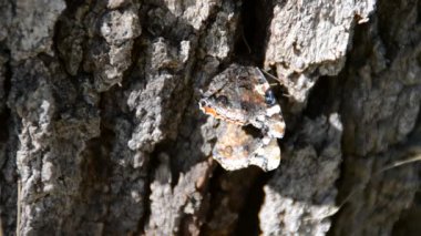 Çiçekli kelebek. Doğanın çekim gücü.