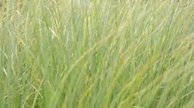 Park et. Doğanın çekim gücü.