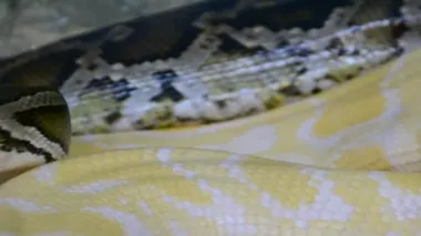 Piton. Hayvanat bahçesinde çekim.