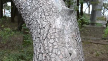 Çam, kürk ağacı. Doğanın çekim gücü.