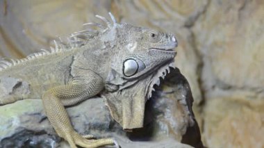İguana. Hayvanat bahçesinde çekim.