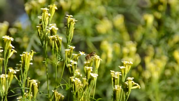 Bee Uma Flor Tiroteio Natureza — Vídeo de Stock