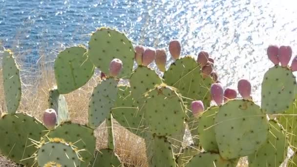 Les Cactus Mer Tournage Nature — Video