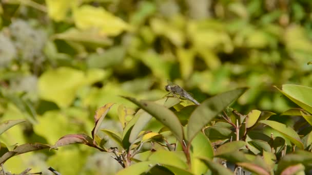 Bella Libellula Appoggiata Ramo — Video Stock