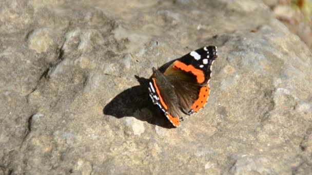 Mariposa Sobre Las Flores Disparos Naturaleza — Vídeo de stock