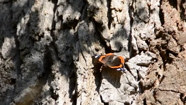 Borboleta Flores Tiroteio Natureza — Vídeo de Stock