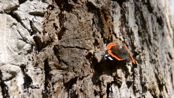 Borboleta Flores Tiroteio Natureza — Vídeo de Stock