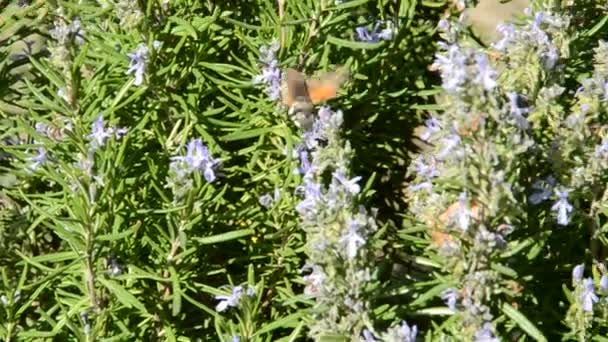 Πεταλούδα Στα Λουλούδια Σκοποβολή Της Φύσης — Αρχείο Βίντεο