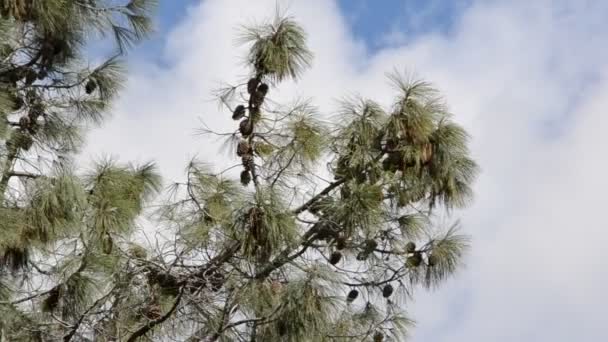 Sosna Drzewo Futerkowe Fotografowanie Natury — Wideo stockowe