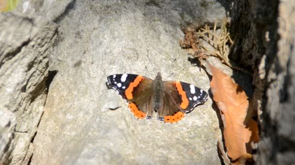 Mariposa Sobre Las Flores Disparos Naturaleza — Vídeos de Stock