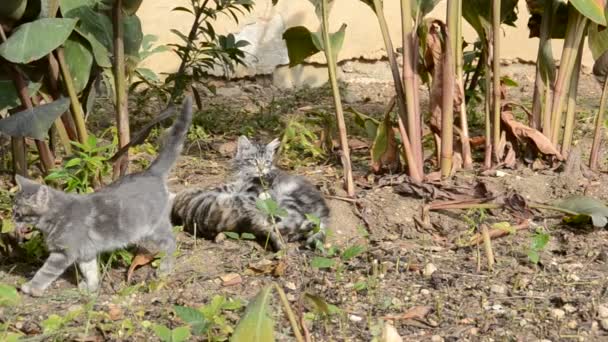 Gatito Jugando Hierba Cerca — Vídeo de stock