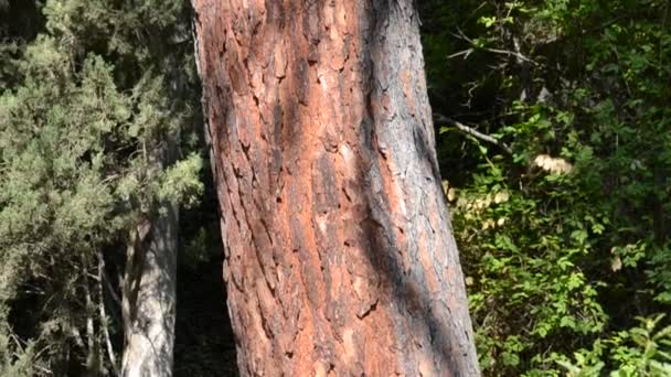 papillon sur les fleurs. Tournage de la nature .