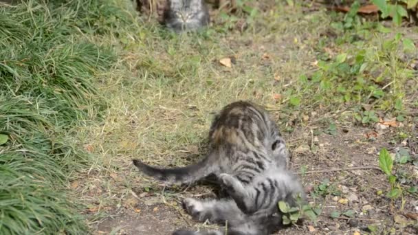 Маленький Котенок Играет Траве Вблизи — стоковое видео