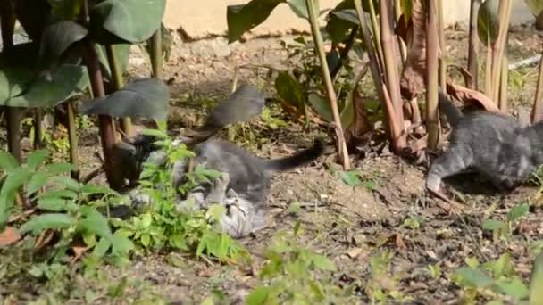 petit chaton jouant sur l'herbe gros plan