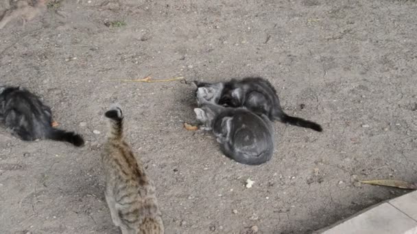 Kleine Kätzchen Spielen Auf Dem Rasen Aus Nächster Nähe — Stockvideo