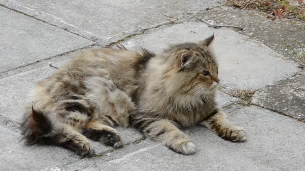 Gatito Jugando Hierba Cerca — Vídeo de stock