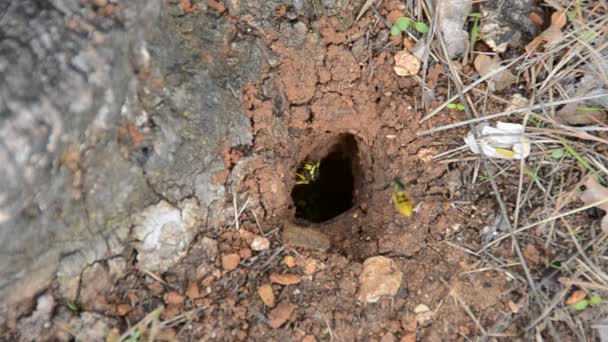 Wasp Nest Shooting Nature — Stock Video