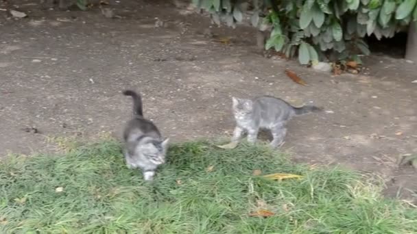 Gatito Jugando Hierba Cerca — Vídeo de stock