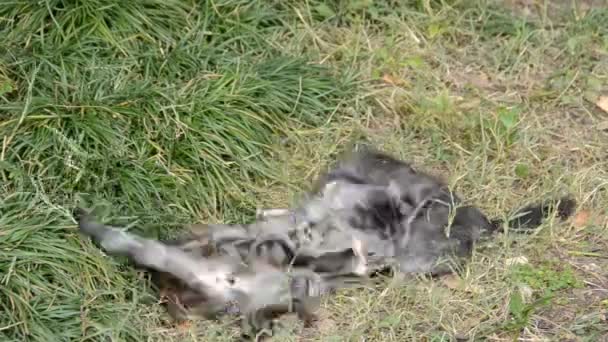 Mały Kotek Gra Trawie Zbliżenie — Wideo stockowe