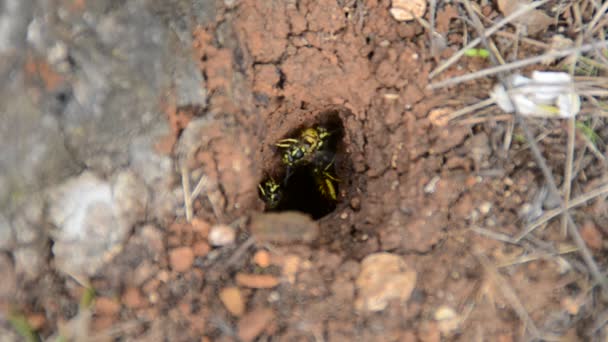 Nido Avispa Disparos Naturaleza — Vídeos de Stock