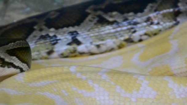 Python Tournage Dans Zoo — Video