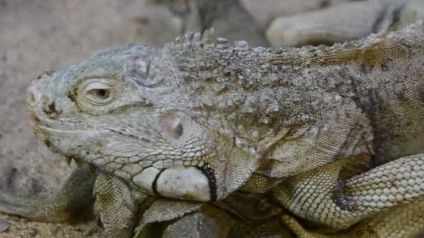 Iguana. Tournage dans un zoo .