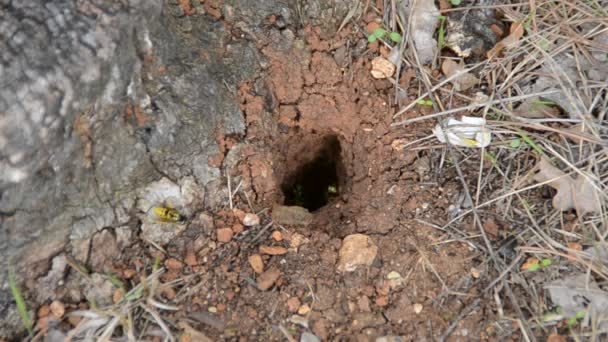 Wasp Nest Shooting Nature Royalty Free Stock Video