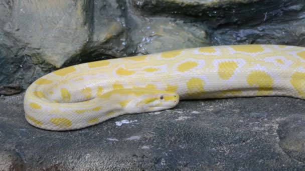 Python Schießerei Zoo — Stockvideo