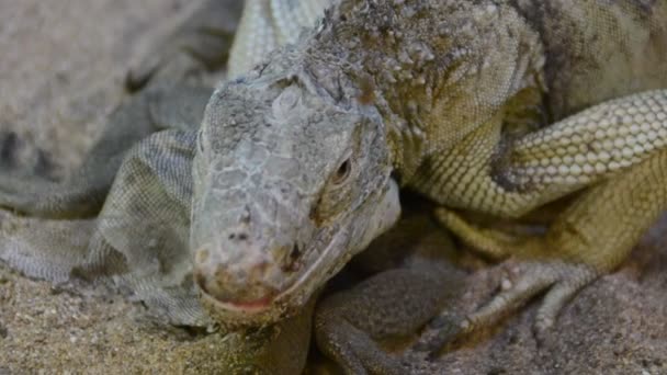 Iguana Disparos Zoológico — Vídeos de Stock