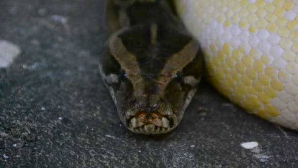 Python Disparos Zoológico — Vídeo de stock