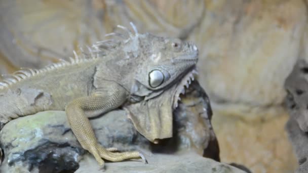 Iguana Disparos Zoológico — Vídeos de Stock