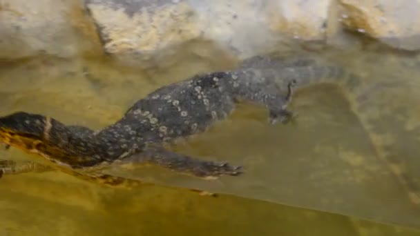 Crocodilo Tiro Zoológico — Vídeo de Stock