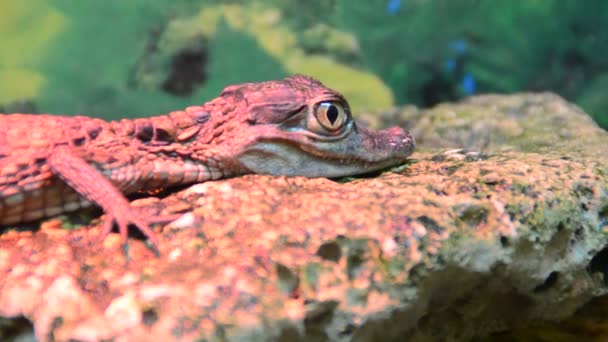 Krokodil Schieten Een Dierentuin — Stockvideo