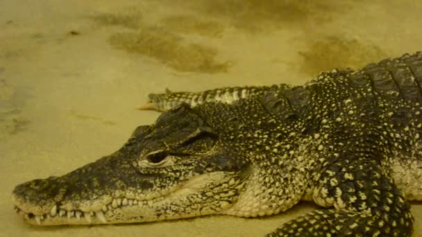 Крокодил Стрельба Зоопарке — стоковое видео
