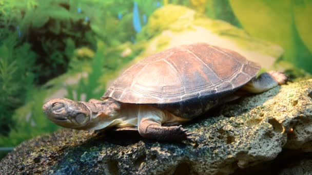 Schildpad Schieten Een Dierentuin — Stockvideo