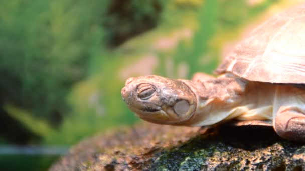 Черепаха Стрельба Зоопарке — стоковое видео