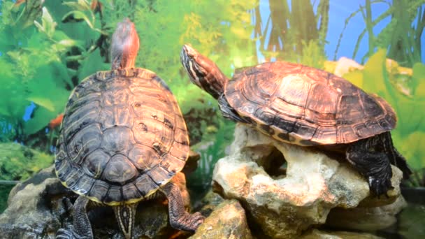 Schildkröte Schießerei Zoo — Stockvideo