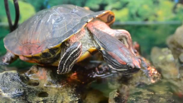 Schildkröte Schießerei Zoo — Stockvideo