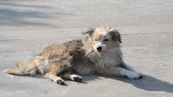 Άστεγοι Σκύλοι Στο Δρόμο — Αρχείο Βίντεο