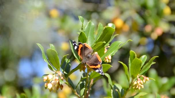 Borboleta Flores Tiroteio Natureza — Vídeo de Stock