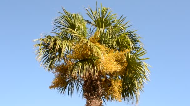 Palmera Disparos Naturaleza — Vídeo de stock