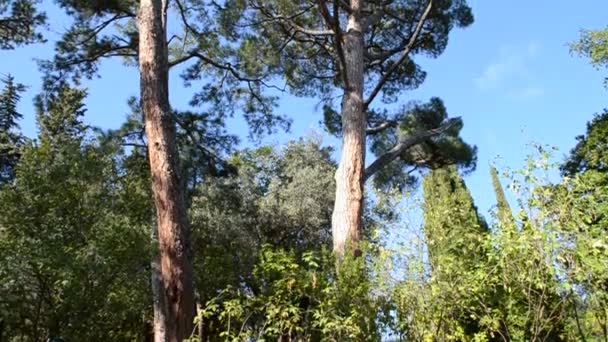 Pino Albero Pelliccia Sparatoria Della Natura — Video Stock