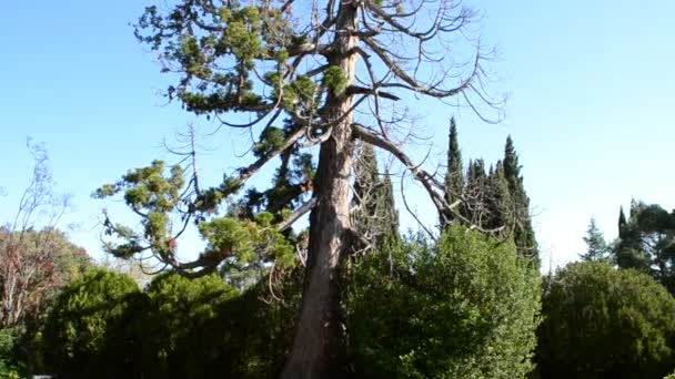 Parc Tournage Nature — Video