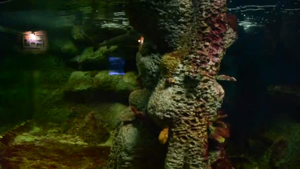 Акваріум Рибами Стрілянина Зоопарку — стокове відео