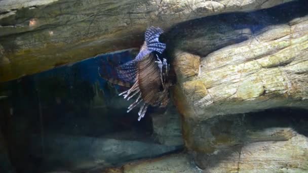Aquarium Met Vissen Schieten Een Dierentuin — Stockvideo